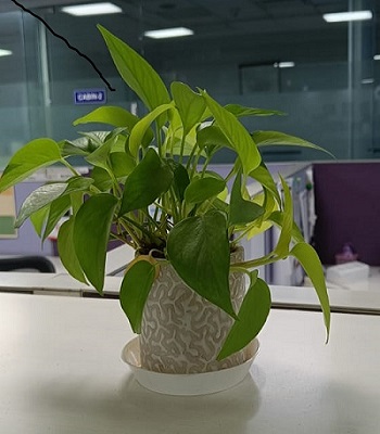 plant1