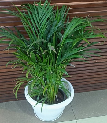 plant2