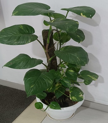 plant3