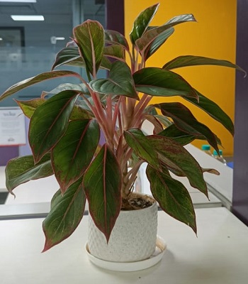 plant4