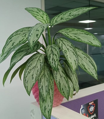 plant6