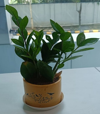 plant7