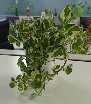 plant8