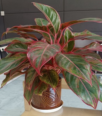 plant9